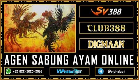 Kelebihan dan Kelemahan Penyelenggaraan Agen Sabung Ayam SV388, Awalnya Tradisional Lalu ke Dunia Digital